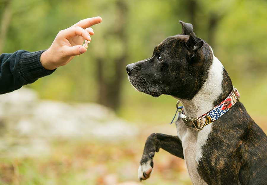 Dog cheap dog training